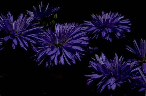 Purple Chrysanthemums Free Image Peakpx