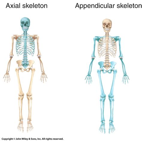 Skeletal System Labeled Axial And Appendicular