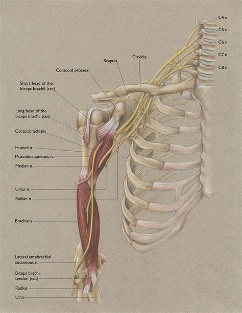Subscapularis tendon (open arrow) and anterior labrum (arrowhead) are also shown on this section. Anterior Shoulder and Musculocutaneous Nerve | Nerve ...