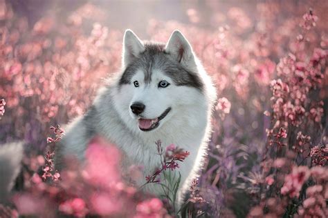 Download Dog Flower Animal Husky Hd Wallpaper