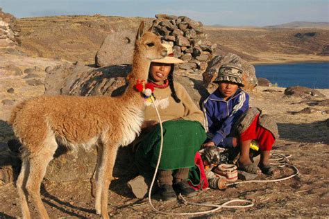 Vicuna, smallest member of the camel family. Vicuña wool: Fabric fit for Inca royalty | Peru For Less