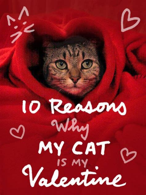Reasons Why Your Cat Is The Best Valentine Ever Peta Cat Valentine