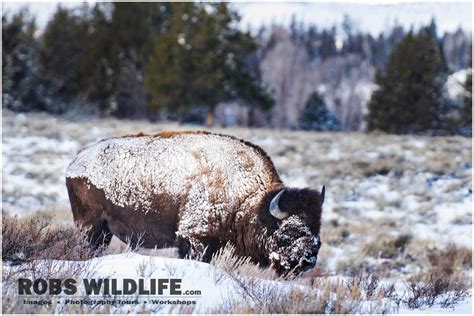 Snow Covered American Bison Buffalo Photography Print Etsy