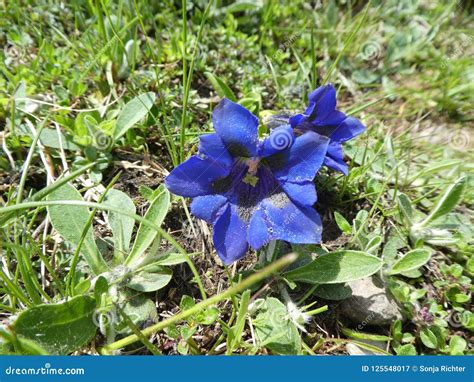Gentian With Blue Purple Blossom In The Mountains Stock Image Image