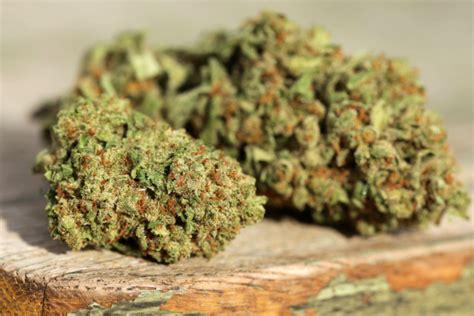 Mission Dispensaries Which Cannabis Strains Are High In Cbd