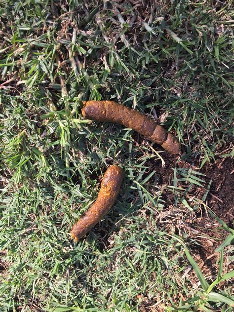 What Do Worms In Dog Poop Look Like