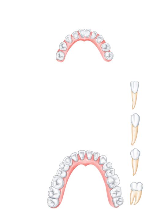 The Mouth Teeth Diagram Quizlet