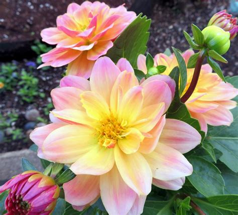 Photo Of The Bloom Of Dahlia Dahlinova Hypnotica® Rose Bicolor Posted