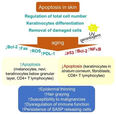 IJMS Free Full Text Skin Aging Cellular Senescence And Natural