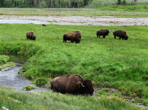 Yellowstone Park Cracks Down On Sex Harassment