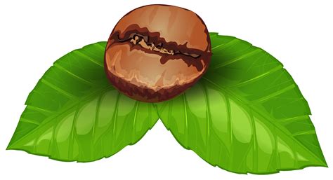 Coffee Leaf Png Free Logo Image