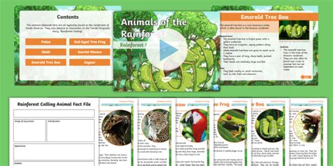 Rainforest Animal Fact Files Activity Pack Teacher Made