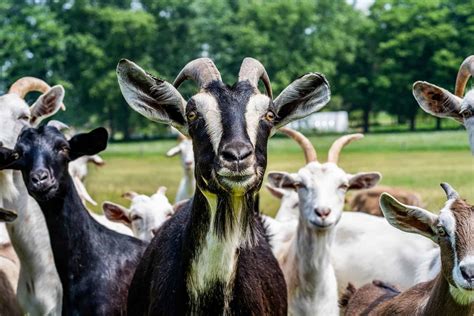 Types Of Goats The Best Goat Breeds For Your Farm