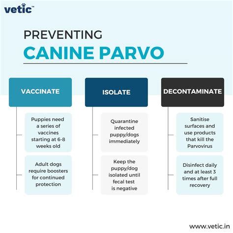 Parvo In Dogs Signs Causes Treatment And Prevention