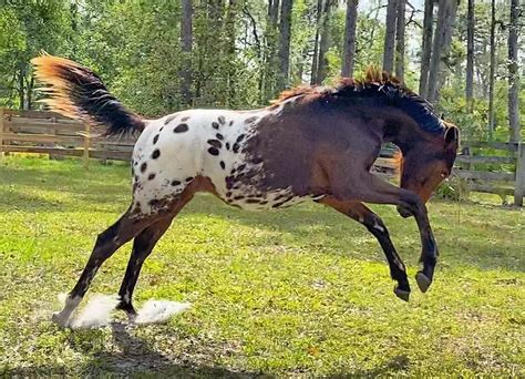 appaloosa horse cute horse pictures horses horse breeds