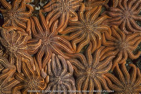 Minden Pictures Eleven Armed Sea Star Coscinasterias Calamaria Mass