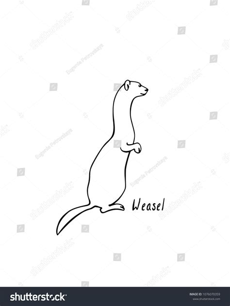 Vector Illustration Hand Drawn Cute Weasel Stock Vector Royalty Free
