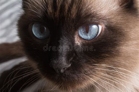 Fat Siamese Cat Stock Photo Image Of Siamese Cute Eyes 92042670
