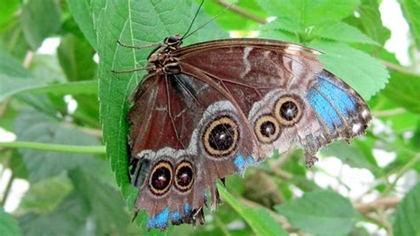 #schmetterlinge #butterflies #natur #naturgenießen #microabenteuer #auszeit #entspannen #familienzeit in the #gartenderschmetterlinge in the #friedrichsruh in the. Garten der Schmetterlinge in Friedrichsruh | NDR.de ...