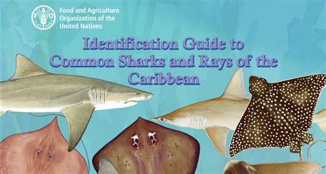 Free Book Identification Guide To Common Sharks And Rays Of The