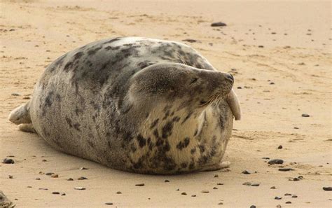 Escapes And Photography Norfolk Trip 2 Grey Seal Pups On The Norfolk