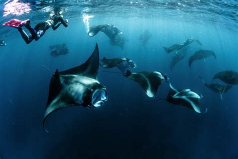 Night Diving With Manta Rays In Hawaii Ll Blog Xtremespots