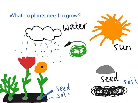 What Do Plants Need To Grow Science Earth Science Plants Showme