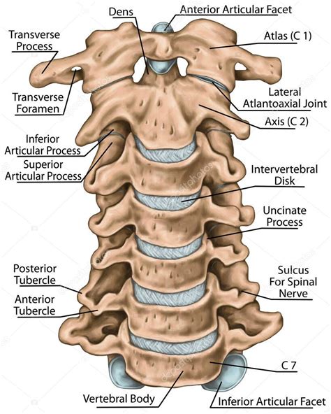 Estructura De La Columna Cervical Huesos Vertebrales Huesos