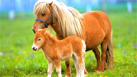 Лошадь Пони Фото Mixyfotos ru