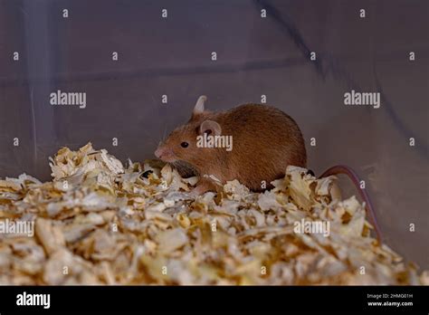 Small House Mouse Of The Species Mus Musculus Stock Photo Alamy