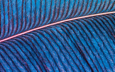 Descargar Fondos De Pantalla Pluma Azul Macro Texturas De Plumas