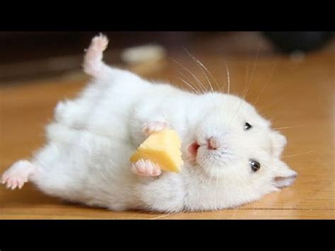 Funny And Cute Hamster Compilation Funniest Hamsters Of All Time
