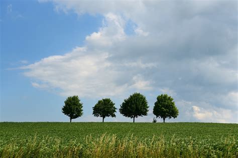 Trees Landscape Background Free Photo On Pixabay