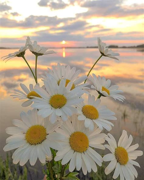 Dany🌹 On Twitter Nature Photography Flowers Daisy Wallpaper
