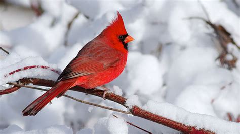 Are Cardinals Brighter In Winter All About Birds All