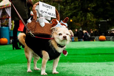 Tompkins Square Halloween Dog Parade The Best Halloween Dog Costumes