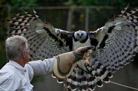 A Harpy Eagle In Training Harpy Eagle Pinterest Harpy Eagle