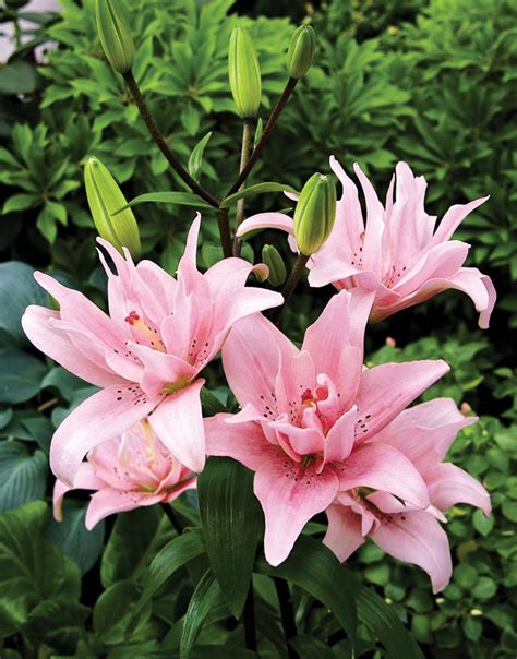 Pink Passion Lily Dynatz