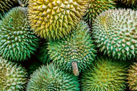 Durian, czyli najbardziej śmierdzący owoc świata. Skąd ten zapach? I ...