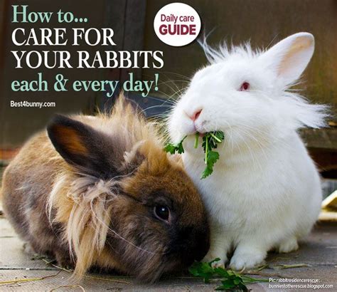 How To Care For Your Rabbit Each And Every Day Best 4 Bunny Pet Bunny