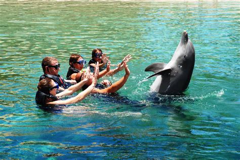 Encounter Photos Dolphin Quest Swimming With The Dolphins Bermuda