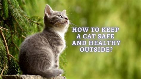 ᐉ Outdoor Cat Safety How To Keep Your Cat Safe And Healthy Outside