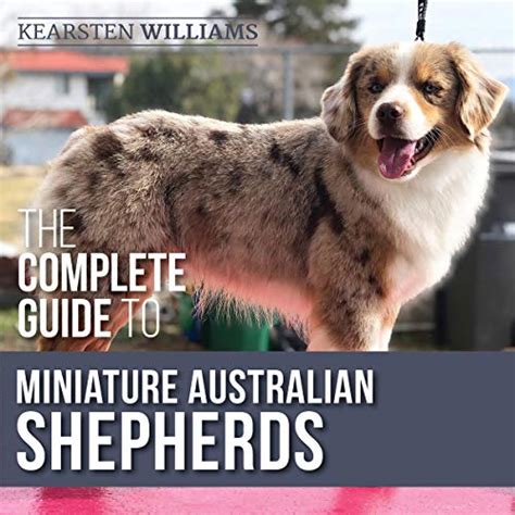 The Complete Guide To Miniature Australian Shepherds Finding Caring For Training Feeding