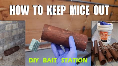 Best Mouse Trap Bait Get Rid Of Mice Keep Mice Away YouTube