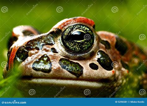 Frog Perspective Stock Image Image Of Nature Frog Macro 5296581