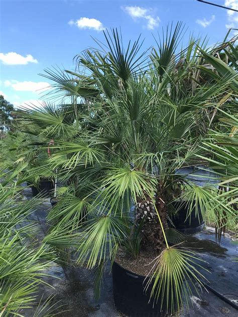 Chamaerops Humilis European Fan Palm Mediterranean Fan Palm Plantvine