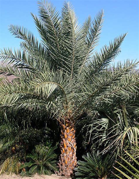 Archaeology Meets Dna Peering Into The Past Of The Date Palm Kew
