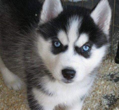 Blue eyes siberian huskies pure white with great temperatures for sale to pet lovers. White black puppy siberian husky with beautiful blue eyes looking straight at the camera.PNG (1 ...