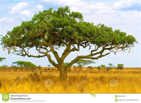 Kigelia Aka Sausage Tree In Dry Savanna Landscape Serengeti National