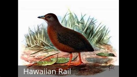 15 Extinct Birds Birds We Have Not Seen And Never Will